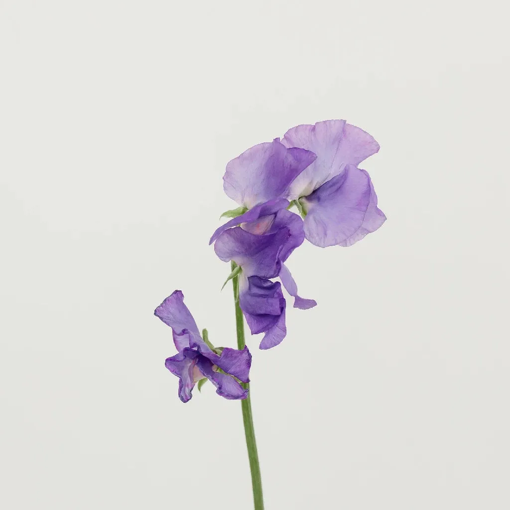 Lavender Sweet Pea Flowers